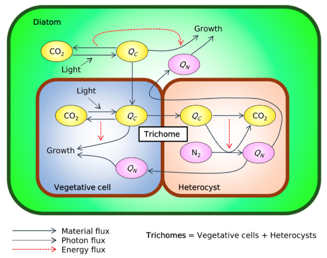 Fellow Travelers – CBIOMES